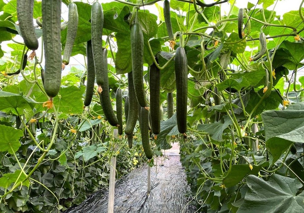 El agricultor asegura con los cobres de IQV Agro España el éxito en sus cultivos