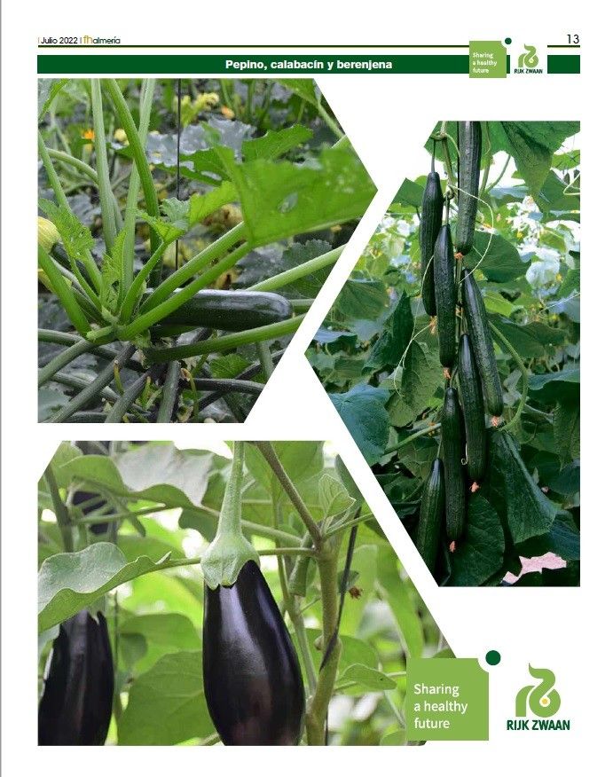Julio 2022|| Especial pepino medio, calabacín y berenjena de Rijk Zwaan