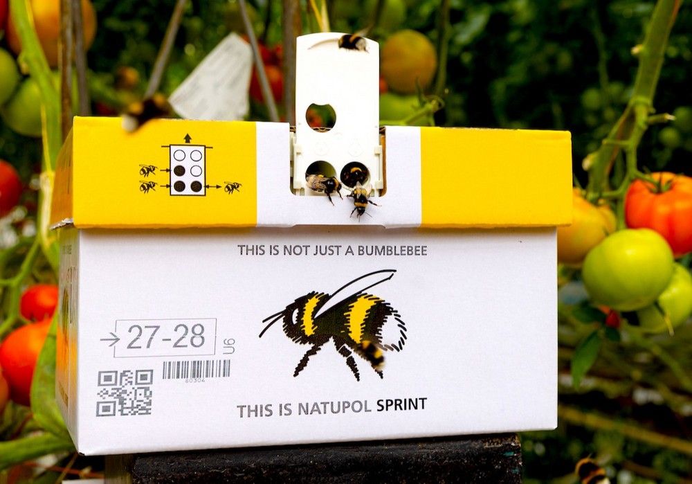 Koppert ofrece la polinización más rápida con su nueva colmena Natupol Sprint®