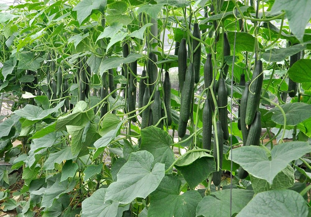 La Liga Super Root de Bayer conquista al agricultor almeriense en todos los ciclos