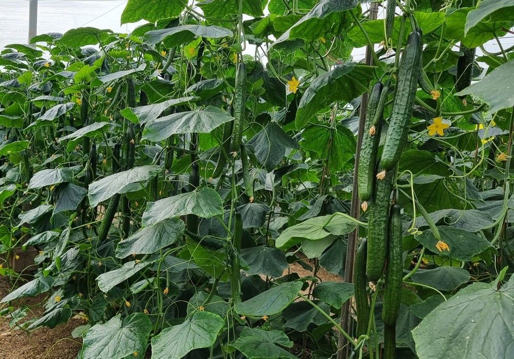 Syngenta consolida a Homero y Cardano y ultima la llegada de su calabacín con resistencia a Nueva Delhi