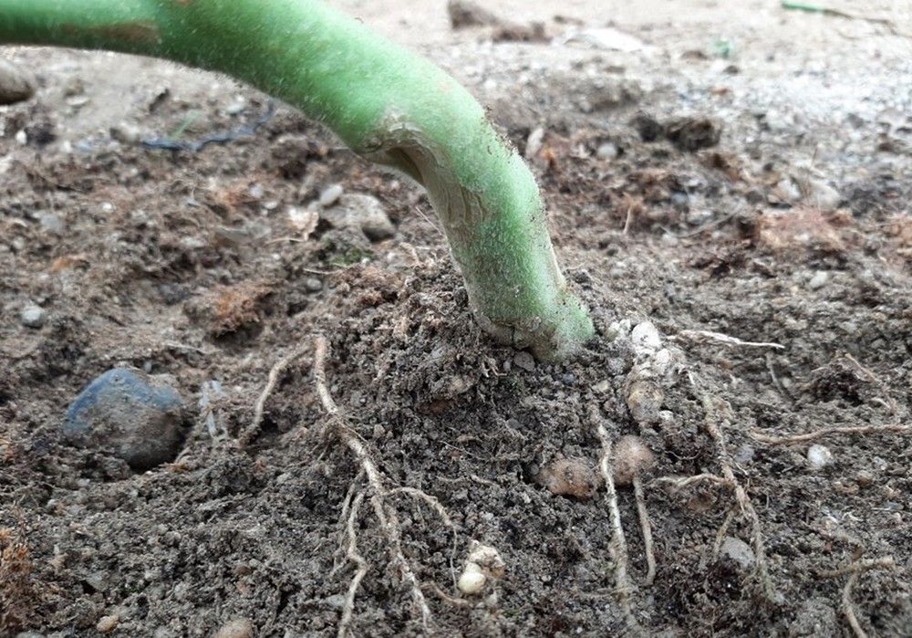 Nemguard® SC, la solución biológica y registrada de Biogard® para el control de nematodos