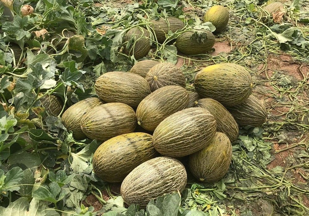 Bioprotector para el cultivo del melón