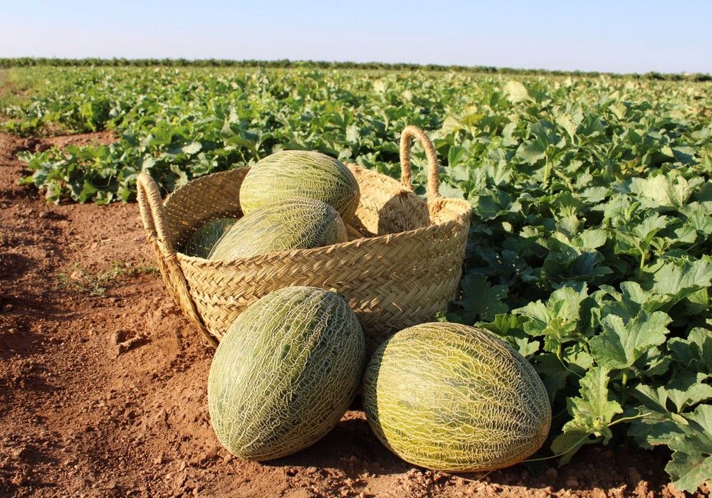 Variedades de Intersemillas  que dan la talla en La Mancha