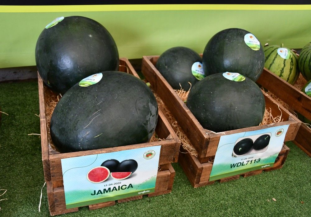 Syngenta lleva al campo manchego novedades en sandía negra y blanca, además de su piel de sapo Mencía