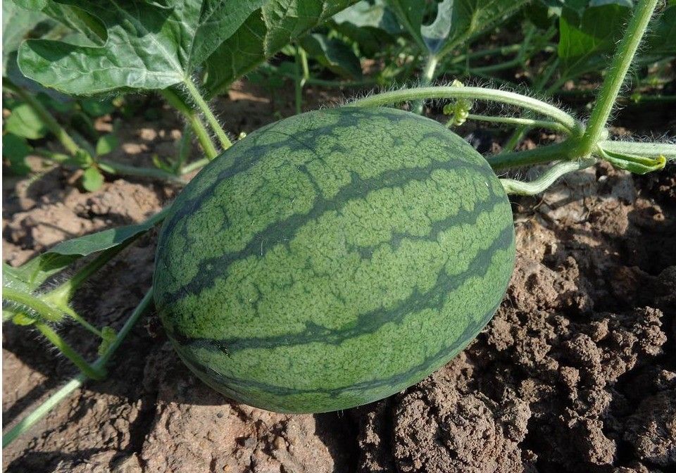 Los agricultores y ganaderos que suscriban el seguro agrario se beneficiarán del incremento de la subvención estatal de la prima
