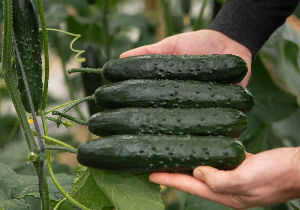 BASF ‘endulza’ el mercado de pepino francés con Shantelle* y Dronne*