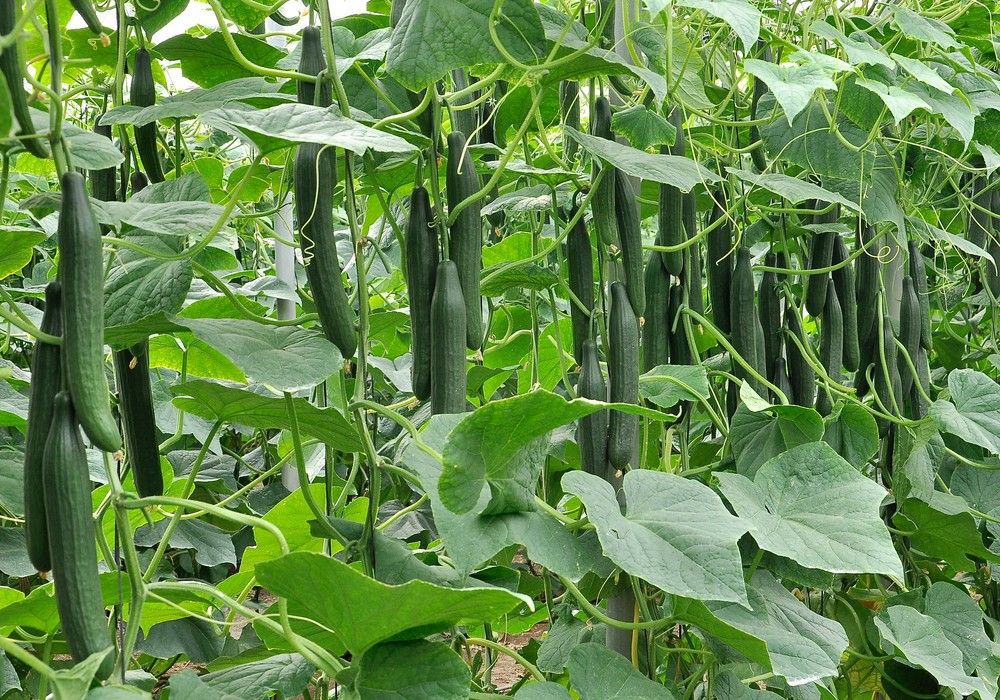 SV0091CE, el pepino tardío de Seminis para los meses más fríos