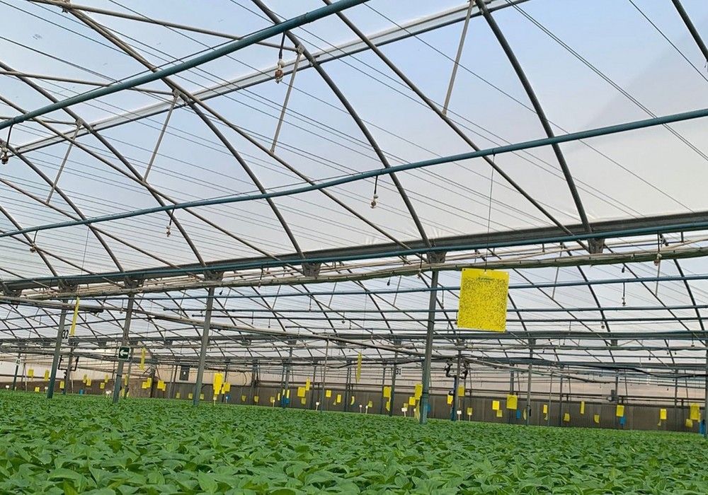 Ginegar, cubiertas innovadoras y eficaces para ofrecer las mejores soluciones al sector