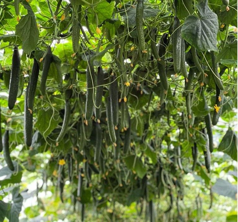 Tanker completa la gama de pepino de ciclo tardío de Nunhems con más resistencias