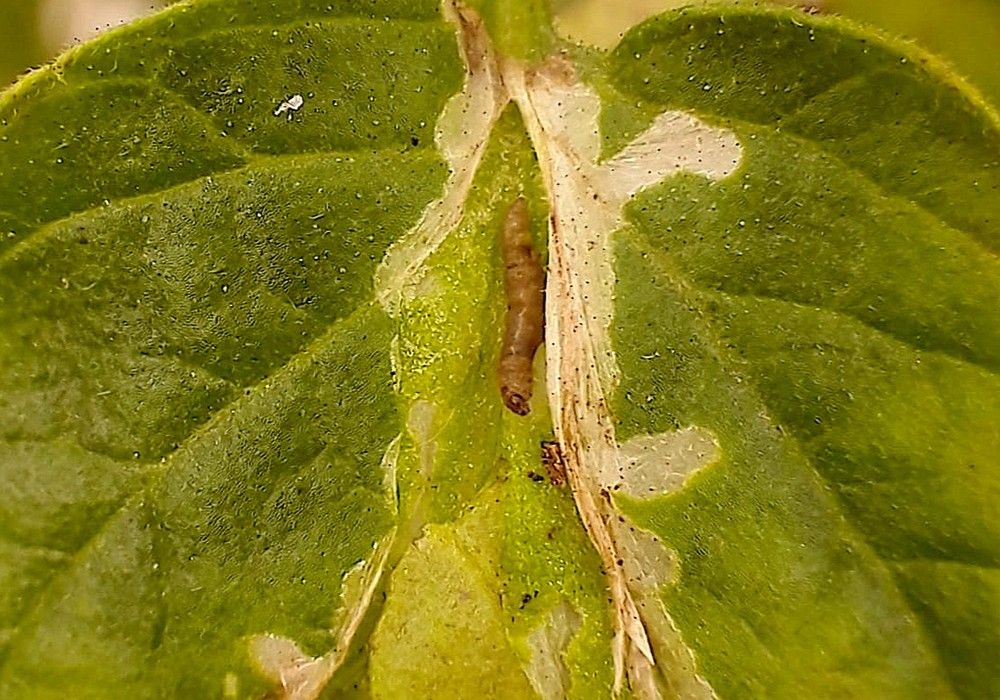 Los nematodos beneficiosos de Capsanem® logran un 80% de mortalidad en Tuta absoluta