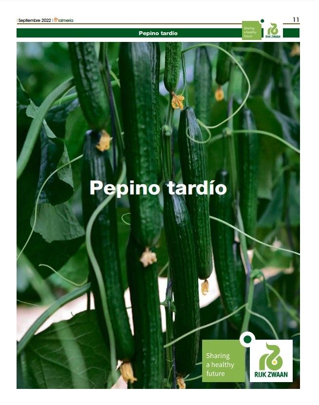 Septiembre 2022|| Especial de pepino tardío de Rijk Zwaan