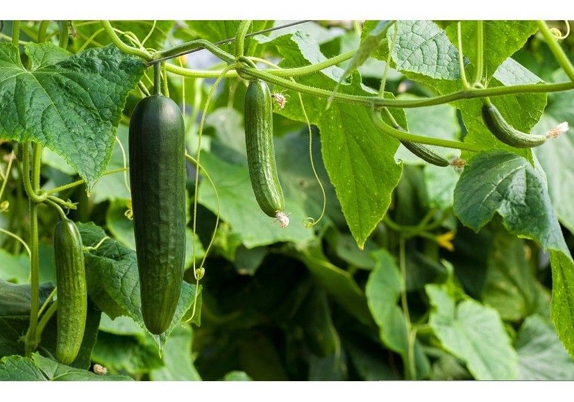 Fertirrigación proporcional en el cultivo de pepino con los productos de Herogra Fertilizantes