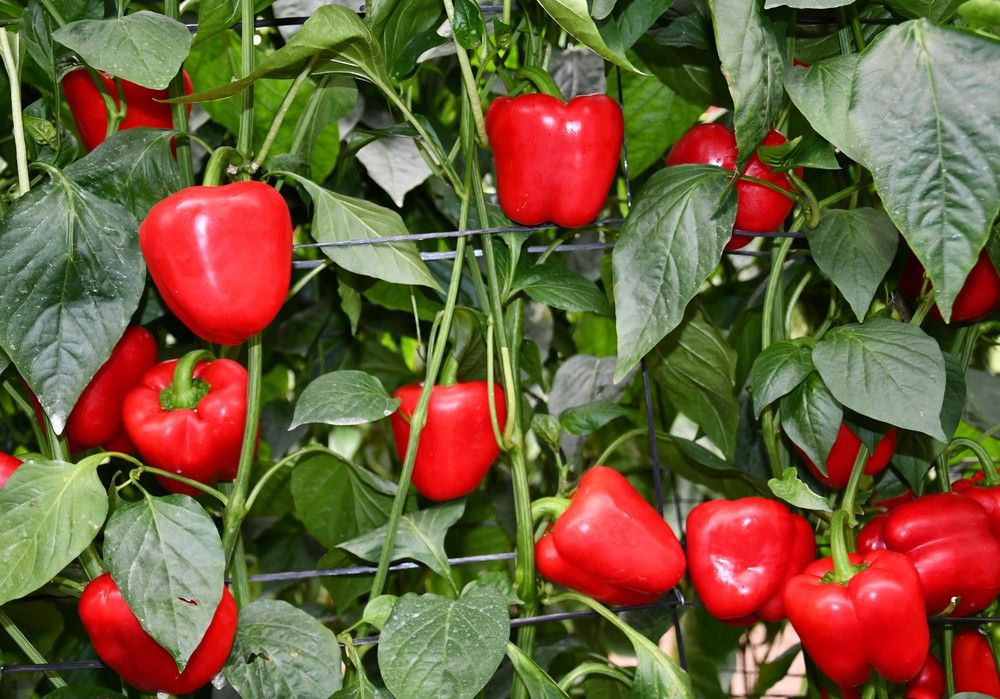 Tecnología Manni-Plex, un sistema de aporte diseñado para proporcionar nutrientes a los puntos de crecimiento de la planta