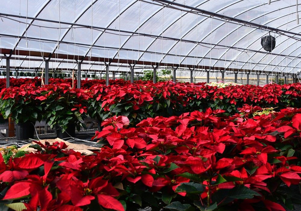 Control de la mosca blanca en Poinsettias
