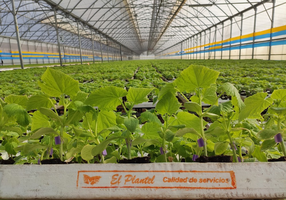 El pepino de El Plantel asegura un gran volumen radicular y una planta robusta