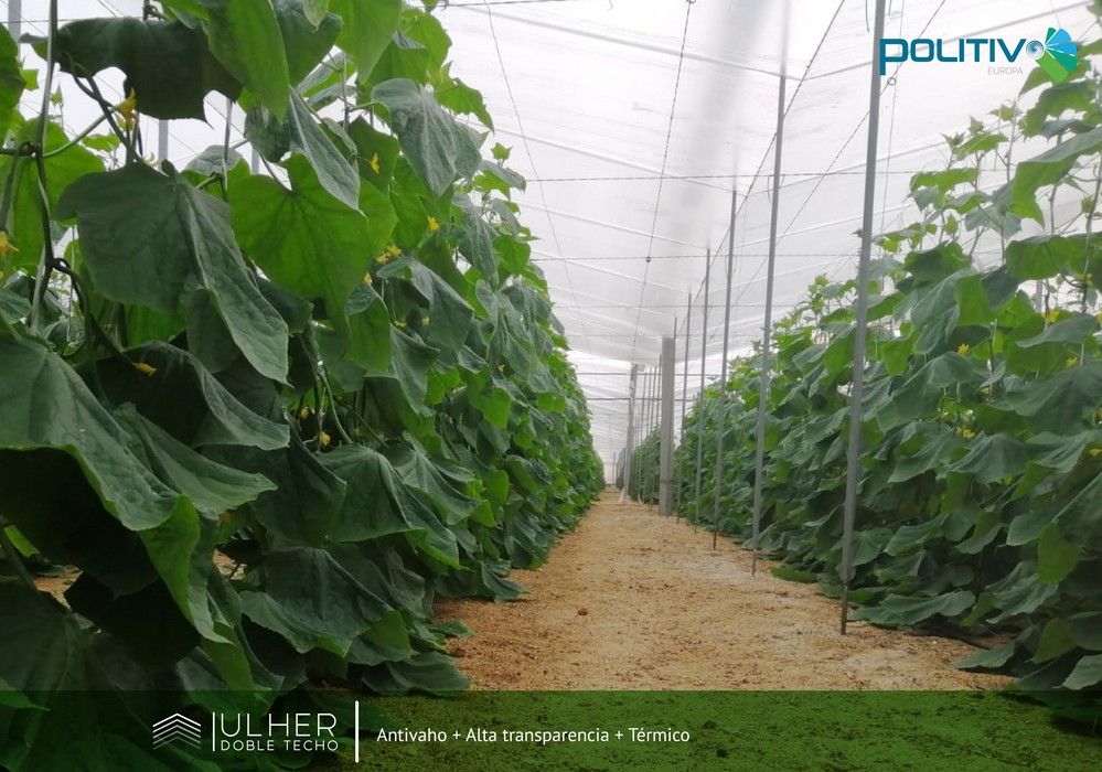 Ulher, el nuevo plástico de doble techo de Politiv, un producto que se ajusta a las necesidades del mercado almeriense