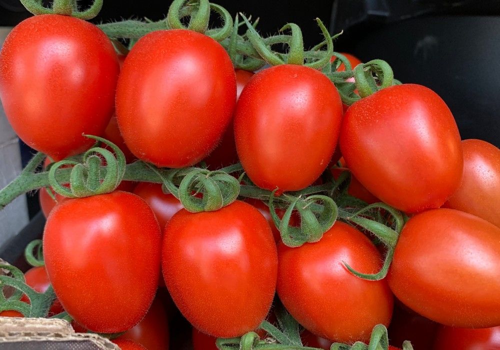 ISI Sementi, número 1 en tomate Midi Plum cocktail pera