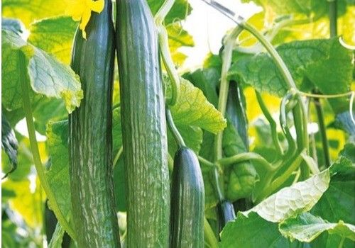 Portento®: biofungicida microbiano en base a Bacillus subtilis altamente eficaz frente  a un amplio espectro de enfermedades