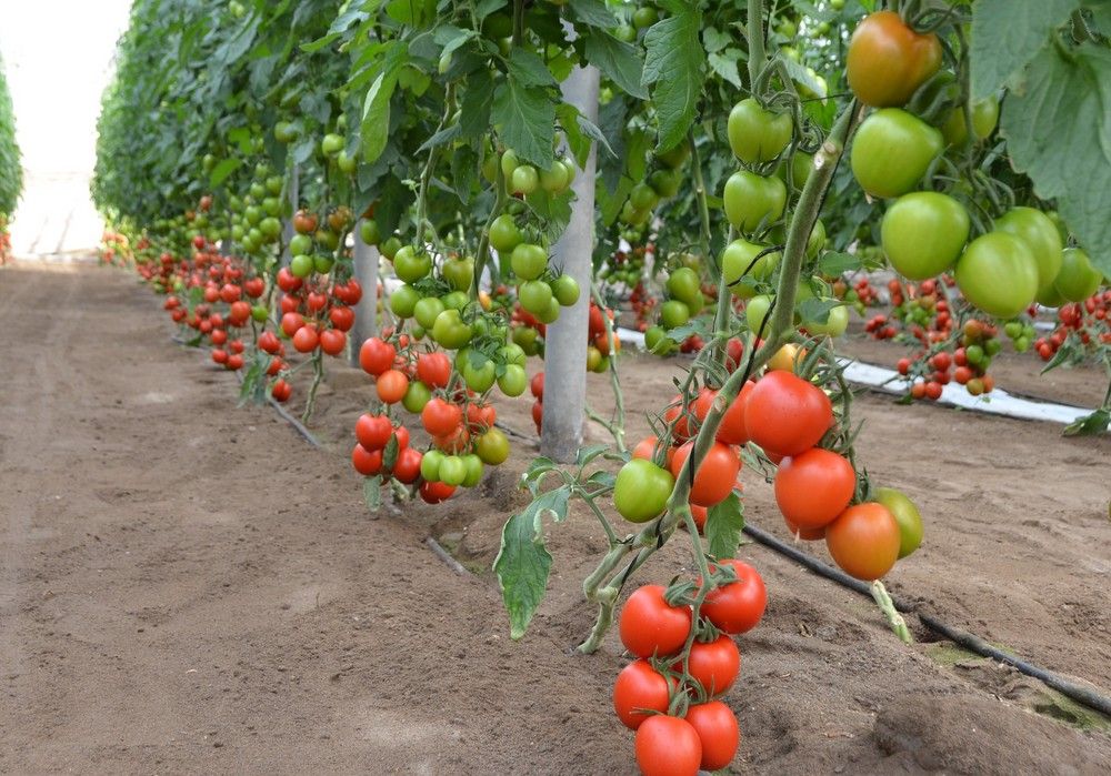 El Ministerio de Agricultura, Pesca y Alimentación inicia el pago a las comunidades autónomas de 2.800 millones de anticipos de la PAC