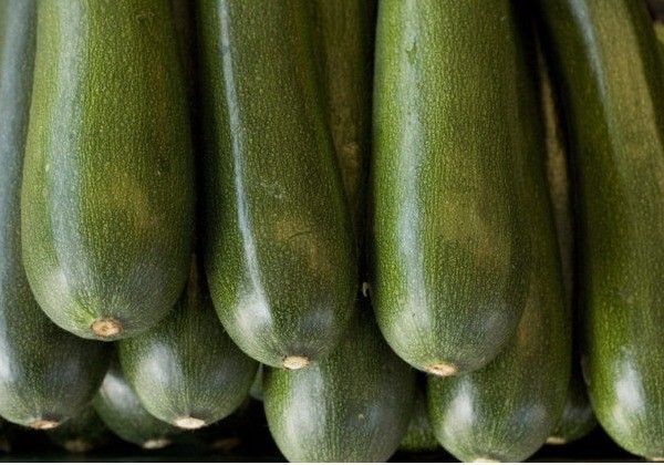 ASAJA Almería denuncia que el precio del calabacín ha caído un 73%