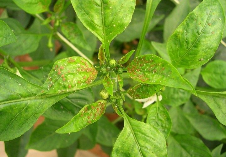 Agricultura recomienda medidas preventivas y el uso de organismos de control biológico para hacer frente al pulgón