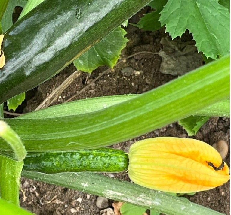 Control fitosanitario e investigación científica son prioritarias frente a la presencia de pulgón y otras plagas en hortícolas