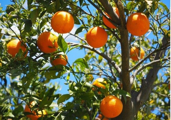 ASAJA advierte que el excesivo aumento en los costes de producción en el sector citrícola no dará un respiro esta campaña 2022-23