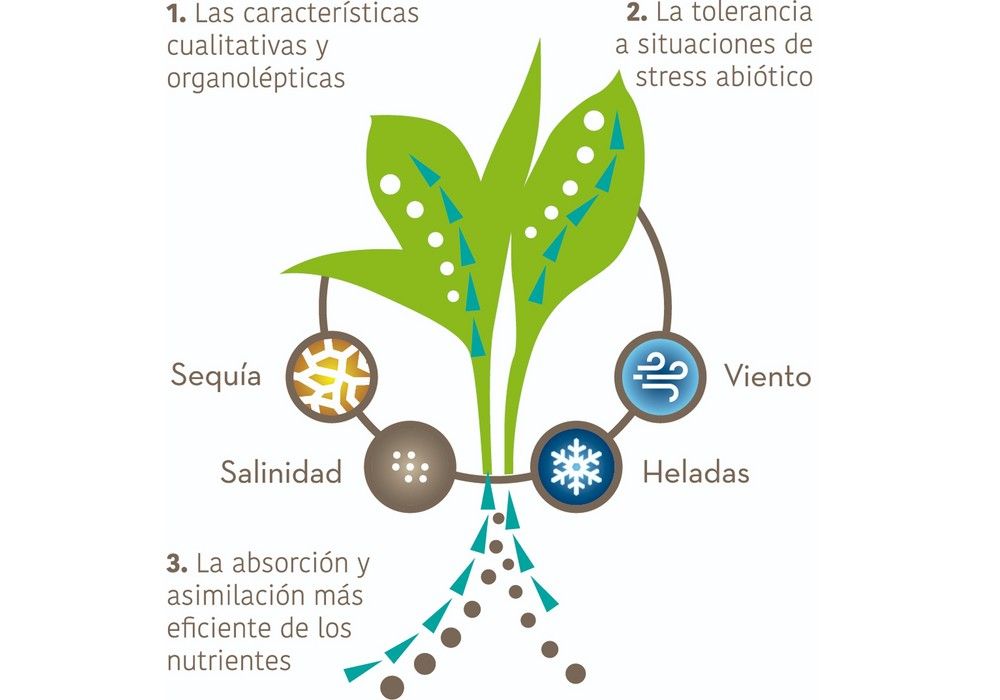 IQV Agro España lanza al mercado su nueva línea de productos bioestimulantes VALSTIM