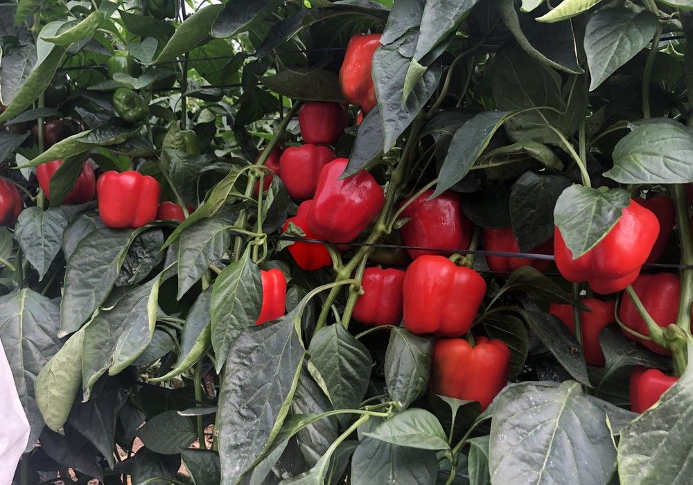 Bionit y Biophos aportan a los cultivos nitrógeno y fósforo de alta asimilación aptos en agricultura ecológica