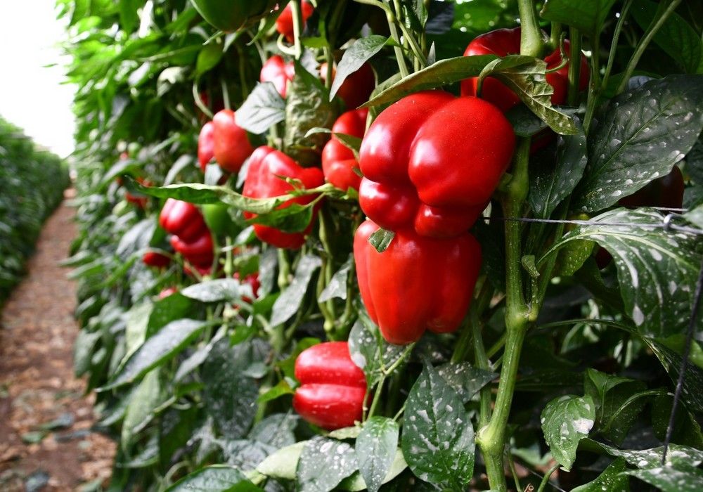 Soluciones nutricionales de Herogra Fertilizantes para el cultivo en invernadero
