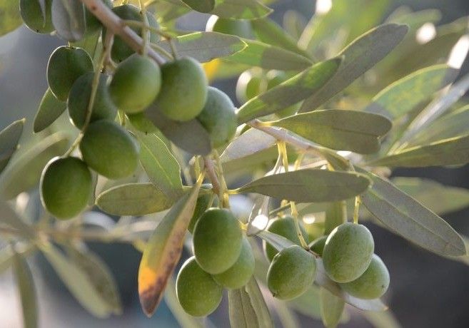 El olivar descenderá en un 50% su producción de aceite de oliva esta campaña en la provincia