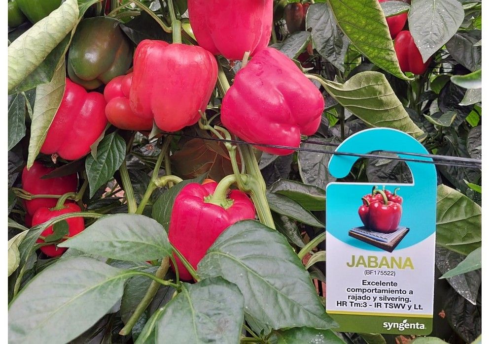 Berja acoge dos días de presentación de los pimientos Jabana y Kiruna para producción temprana y hacer frente al oídio