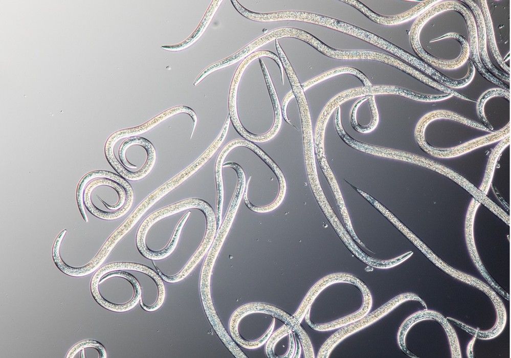 Nematodos beneficiosos para controlar las plagas en cultivos al aire libre
