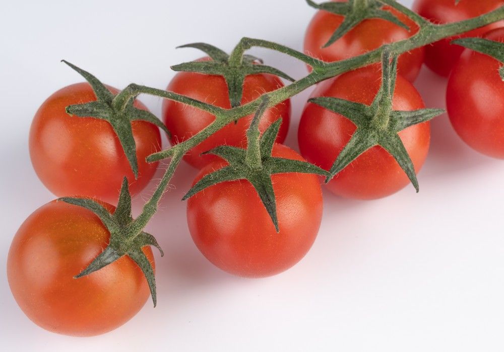 Tozer Ibérica continúa ampliando su catálogo de hortícolas