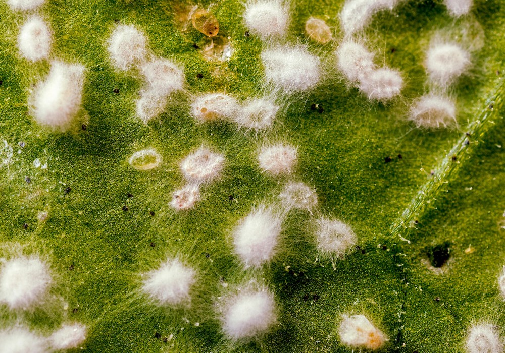 El bioinsecticida Mycotal® corta el ciclo de vida de la mosca blanca