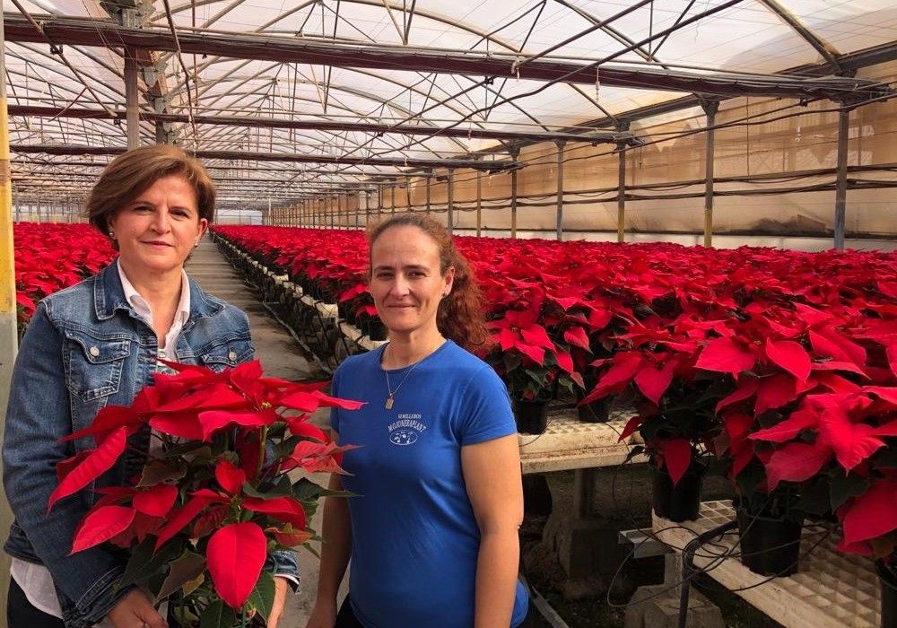 ASAJA-Almería anima a que no falten flores de pascua en las viviendas esta Navidad