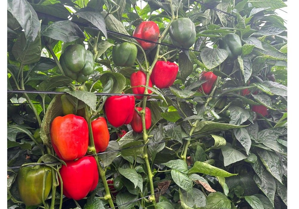 Vilmorin-Mikado muestra sus California rojo en unas jornadas de campo en el Poniente