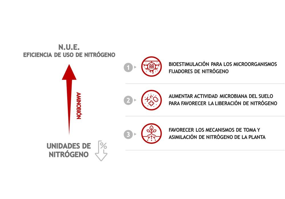 Tecnología AMINOBIÓN – Nitrógeno Soluble Sostenible para una fertirrigación eficiente y rentable en cultivos hortícolas