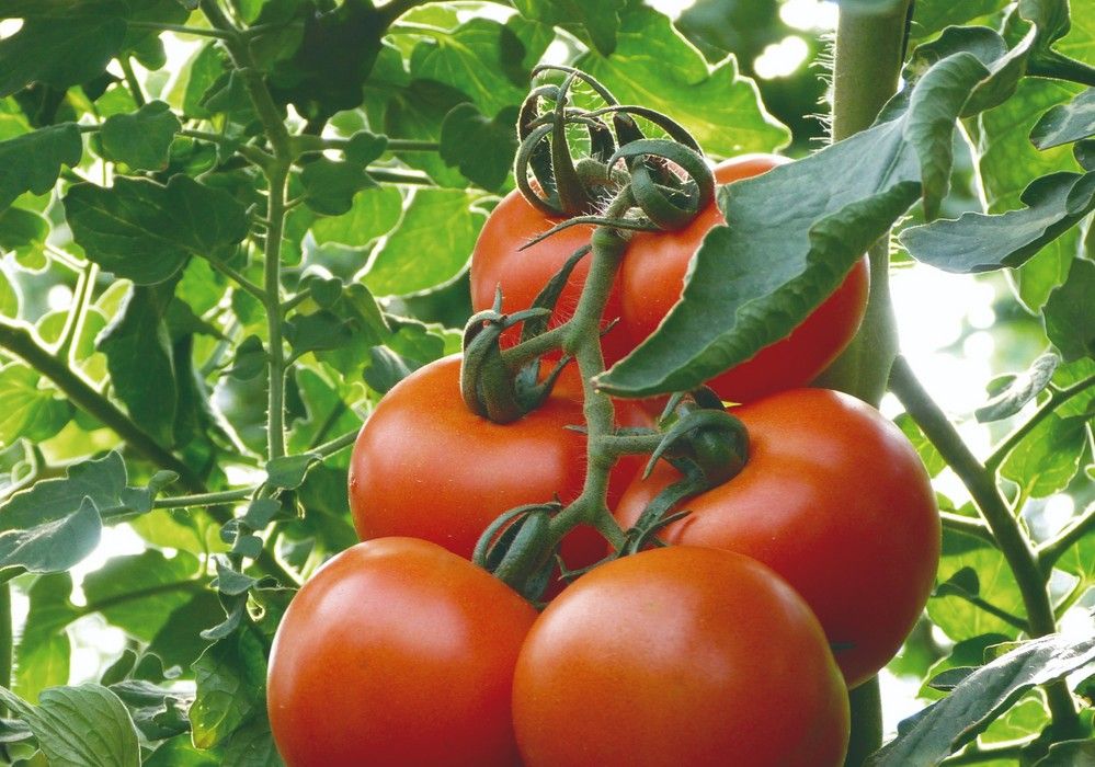 Los productos biorracionales de Kenogard