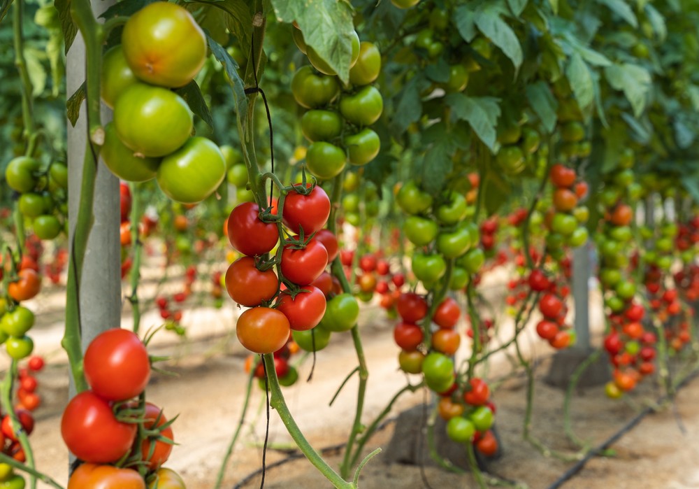 BASF presenta Bacares, el tomate rama todoterreno que mantiene un rojo intenso durante todo el inverno