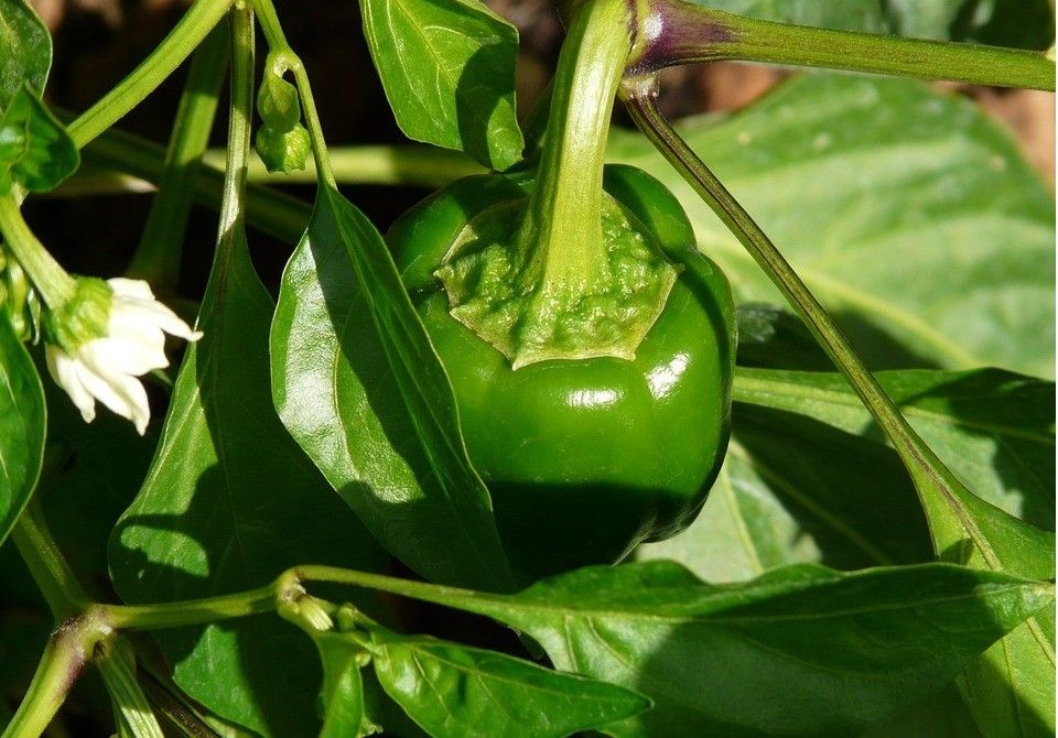 Éxito asegurado en la cosecha de pimiento
