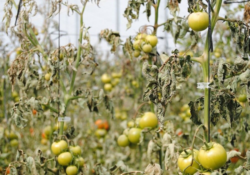 Los agricultores almerienses reciben más de 317 millones de euros en ayudas para seguros agrarios