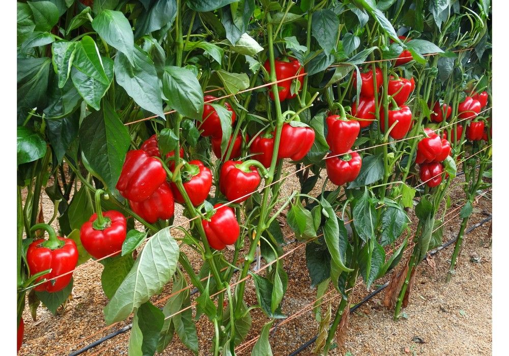 Nuevas soluciones para nuevas formas de entender la agricultura