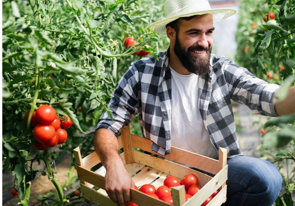 Bioestimulantes de última generación para el cultivo del tomate