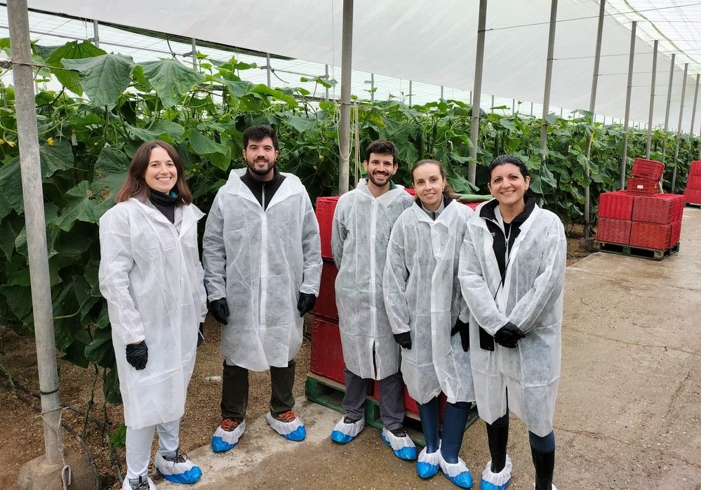 Semillas Fitó lanza Helsinki, su nuevo pepino holandés con un paquete de resistencias completo que incluye Nueva Delhi y CGMMV