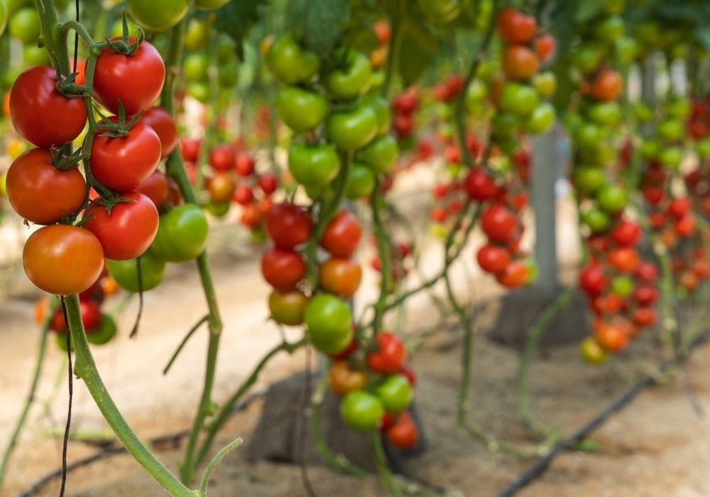 La Junta inicia la tramitación de la Ley de  Impulso y Promoción de la Producción Ecológica