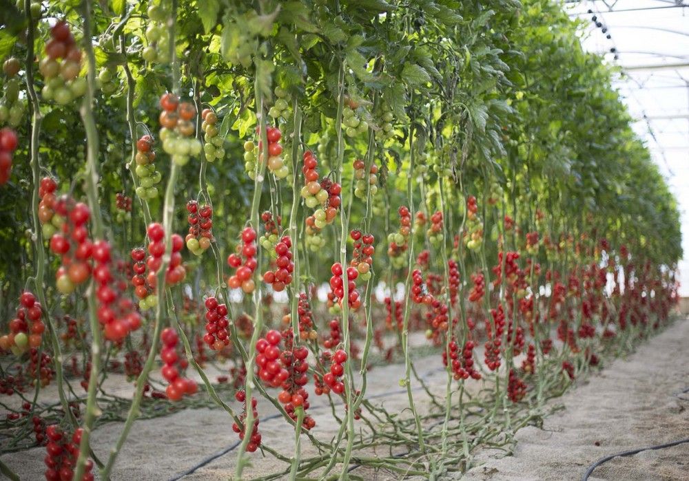 La Universidad de Almería y la Fundación MGS, juntos en el proyecto de agricultura de precisión