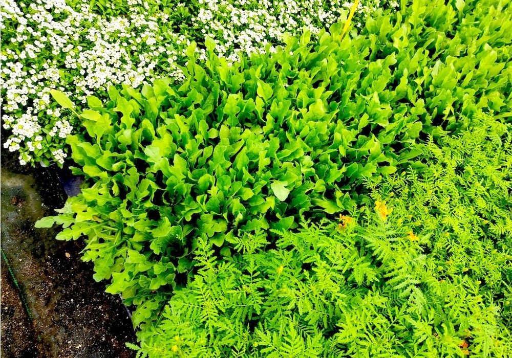 Koppert ofrece lotes con plantas refugio para impulsar el control biológico de plagas durante todo el año