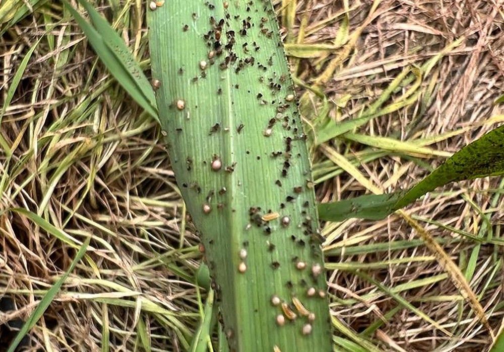 Bioline Iberia da las claves para el control biológico de pulgón en sandía: Anticipación, biodiversidad, asesoramiento técnico y tecnología de suelta